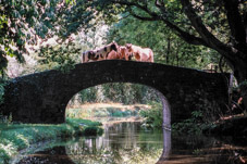 108-29-000820 - Brecon canal - horses on bridge  -  August 20, 2000