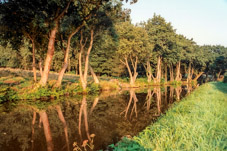 109-11-000821 - Trees on Brecon canal  -  August 21, 2000