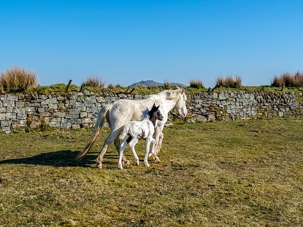 1/950 sec at f / 1.84 mm  ISO 20