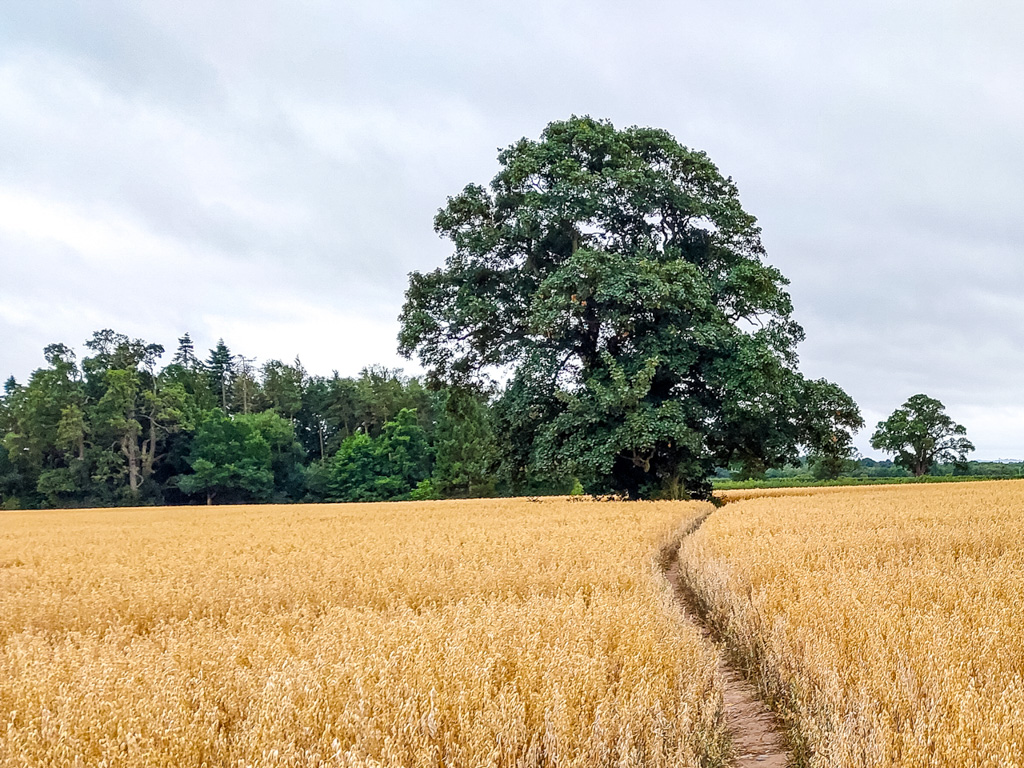 1/100 sec at f / 1.84 mm  ISO 32