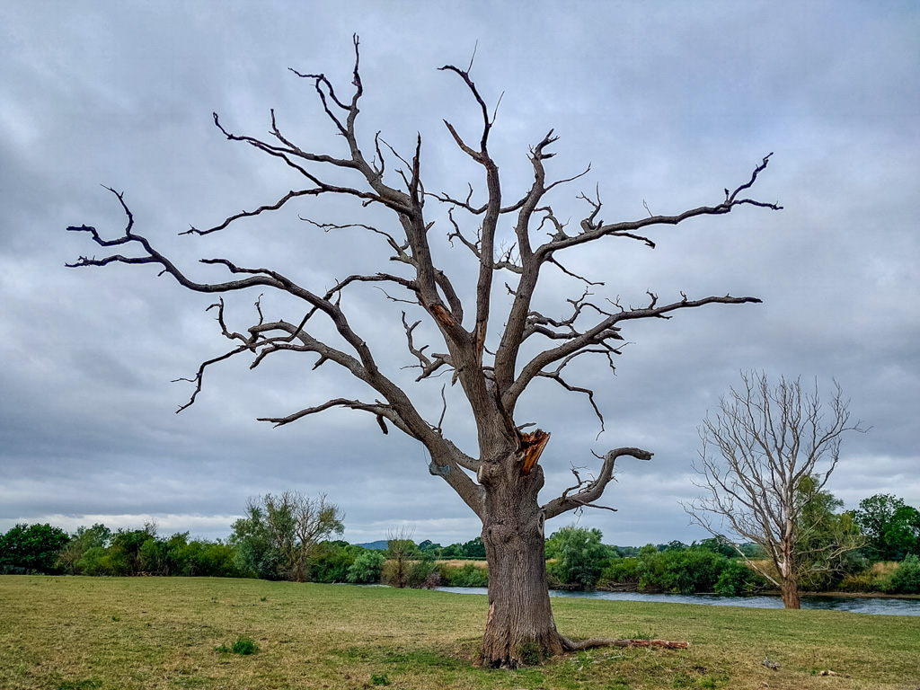 1/560 sec at f / 1.84 mm  ISO 20