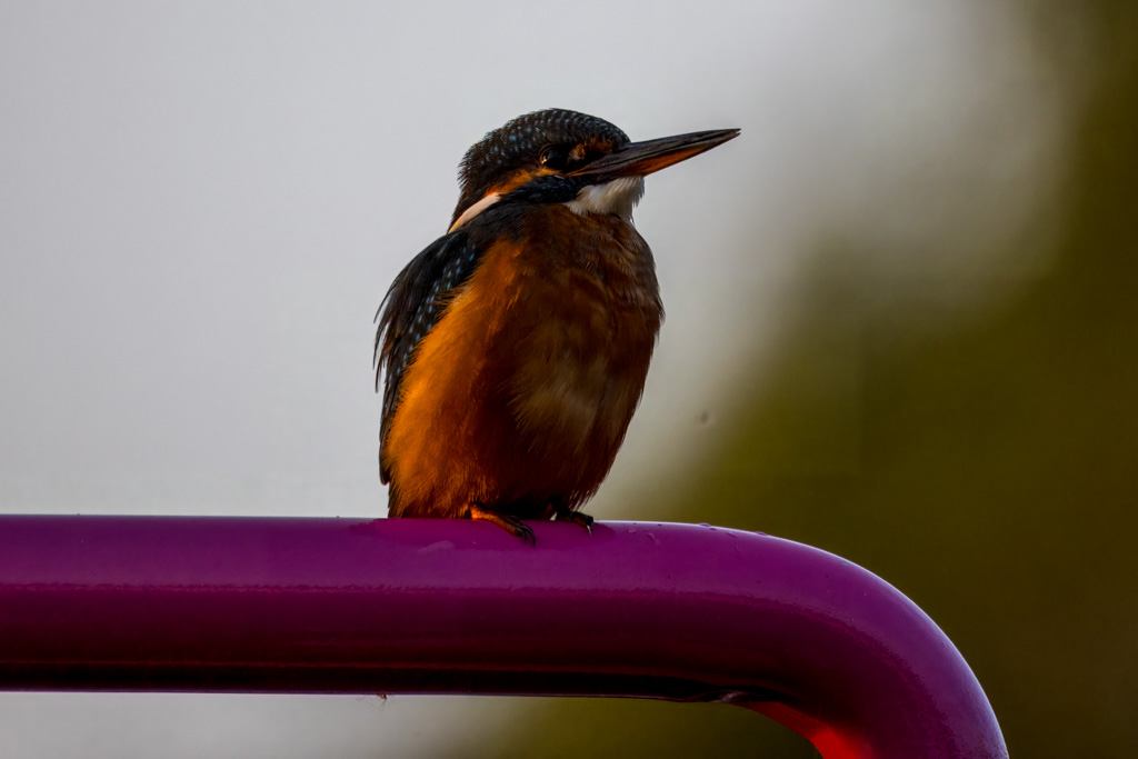 <center>2409-0023 - Kingfisher on tiller arm -  September 21, 2024  <br>  (1/500 sec at f / 11 ISO 800    800 mm) </center>