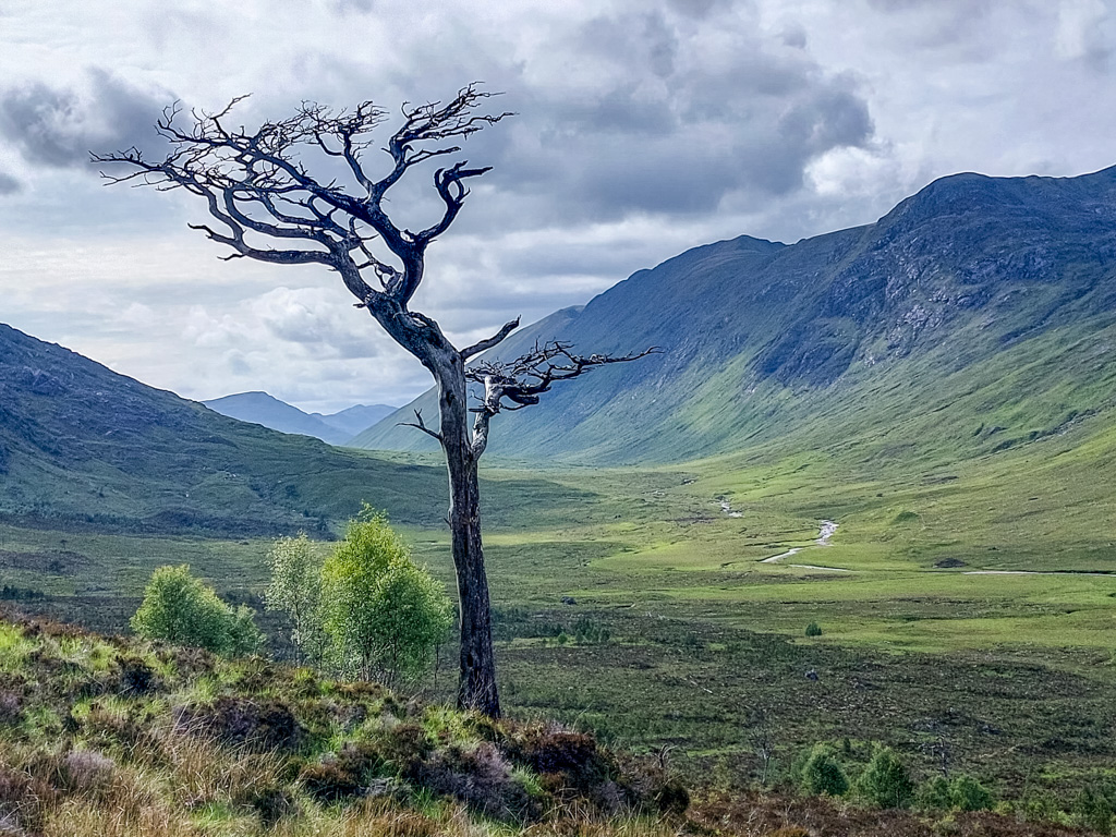 <center>2506-0036 - Tree at Coille Mhorgil -  June 10, 2025  <br>  (1/1100 sec at f / 1.8 ISO 20    4 mm) </center>