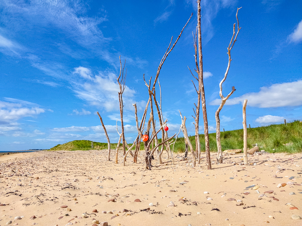 <center>2506-0142 - Branches stuck in sand -  June 29, 2025  <br>  (1/1200 sec at f / 1.8 ISO 20    4 mm) </center>